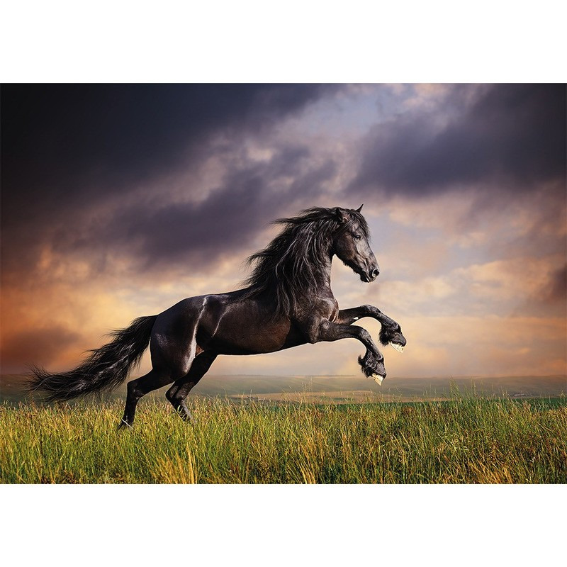 Dieren kinderkamer poster galopperende zwarte hengst-paard 84 x 59 cm